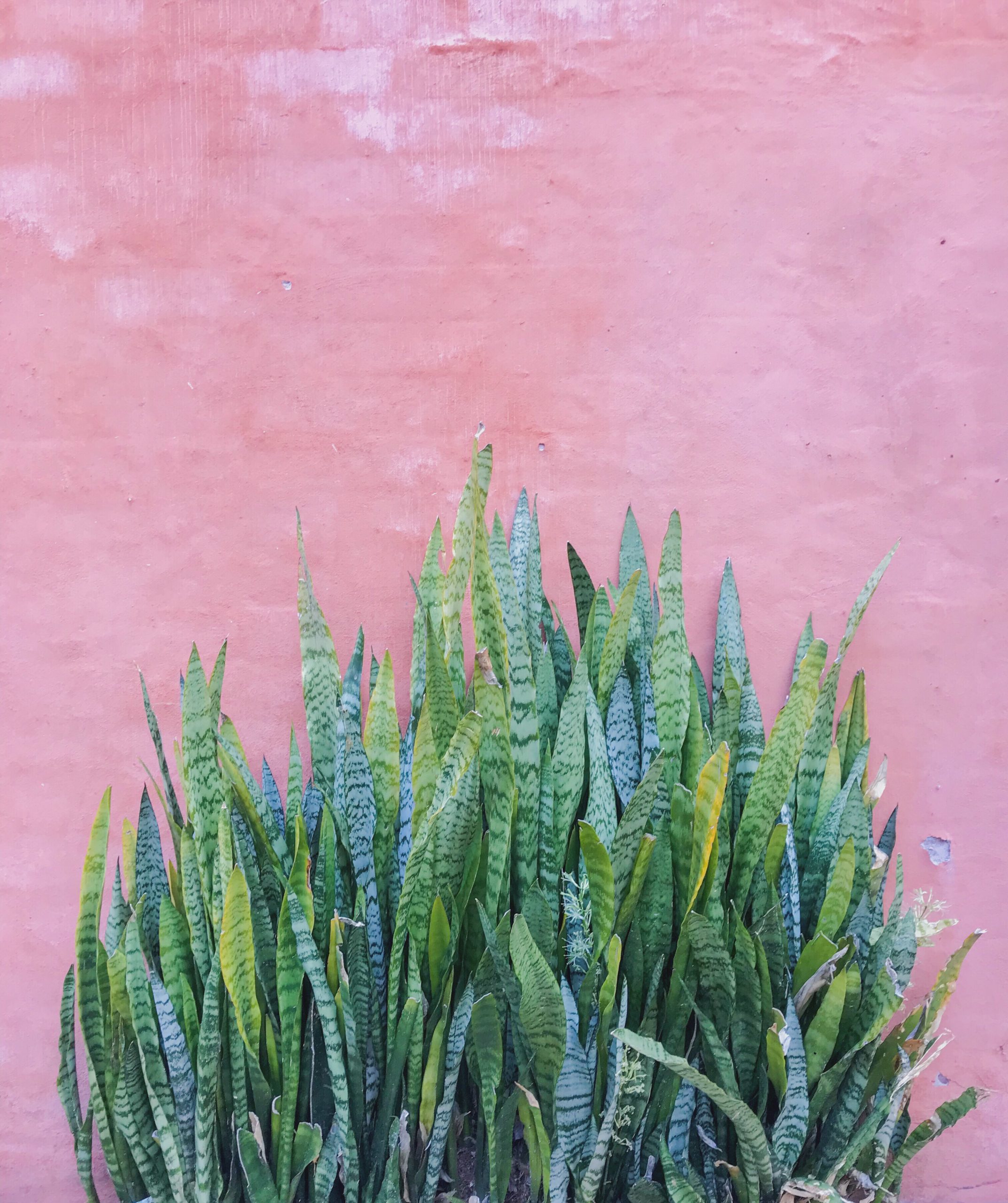 pink-and-green-aloe