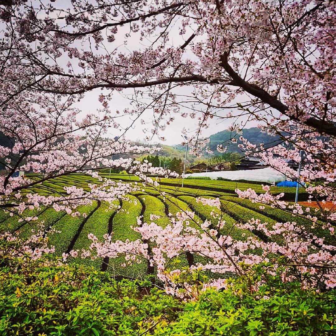 Green-Tea-Field-Cherry